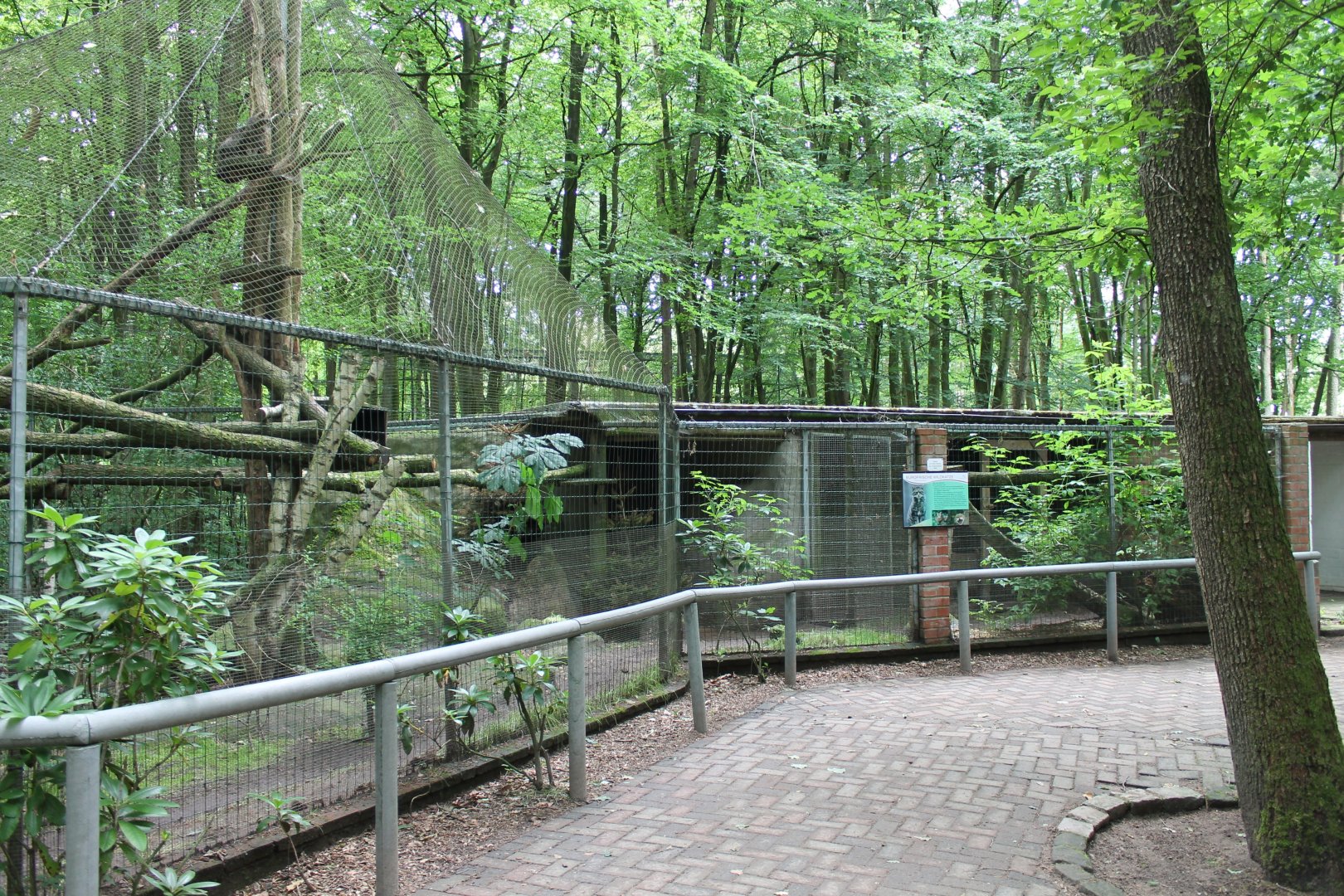 European wildcat-enclosure