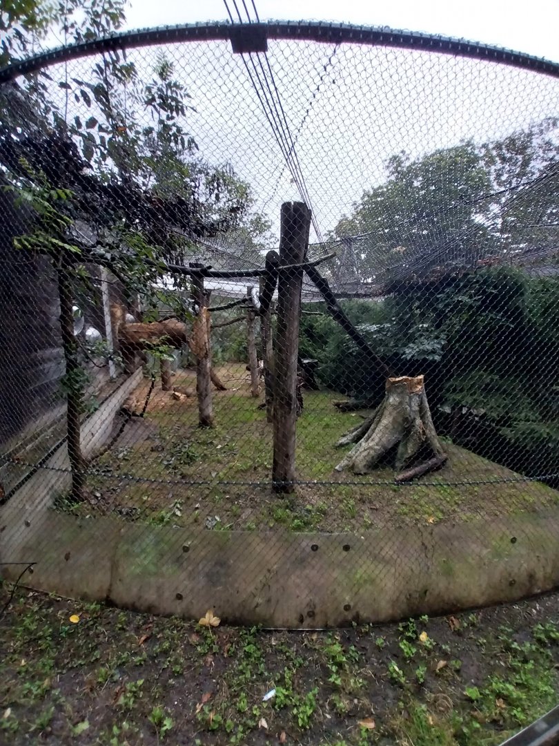 European wildcat enclosure