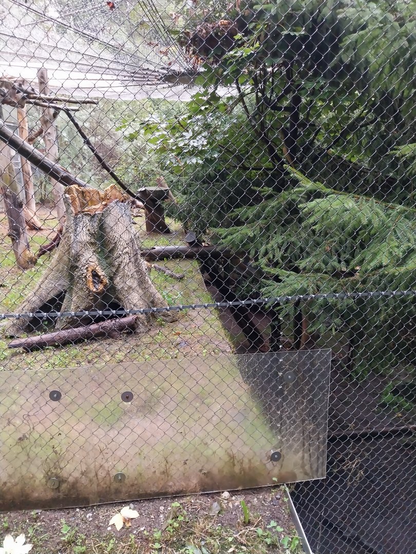 European wildcat enclosure