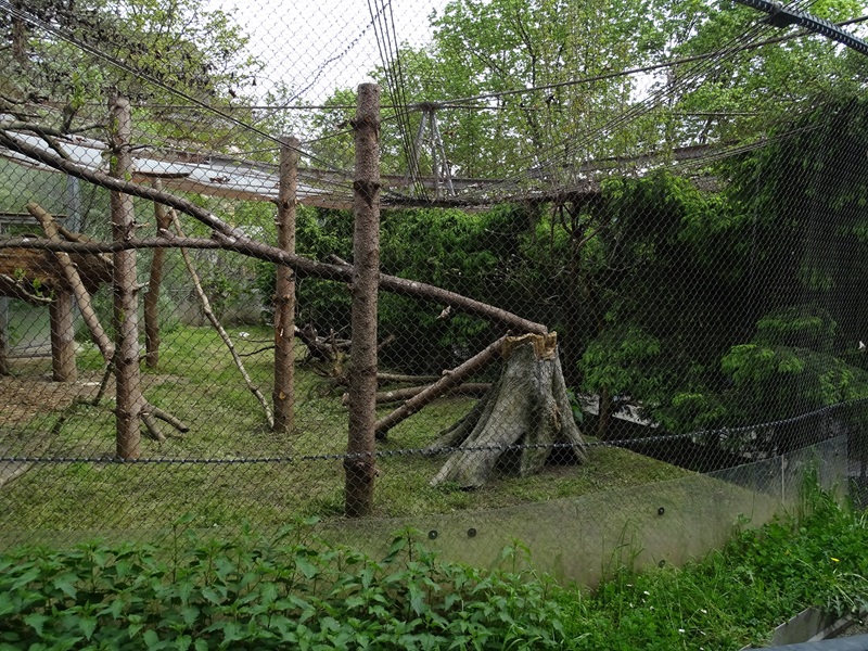 European wildcat enclosure