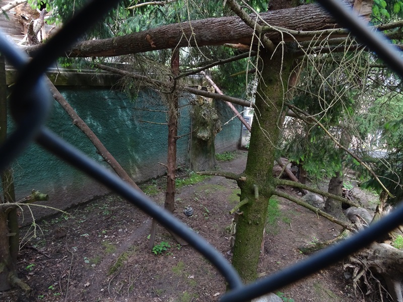 European wildcat enclosure