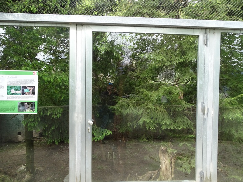 European wildcat enclosure