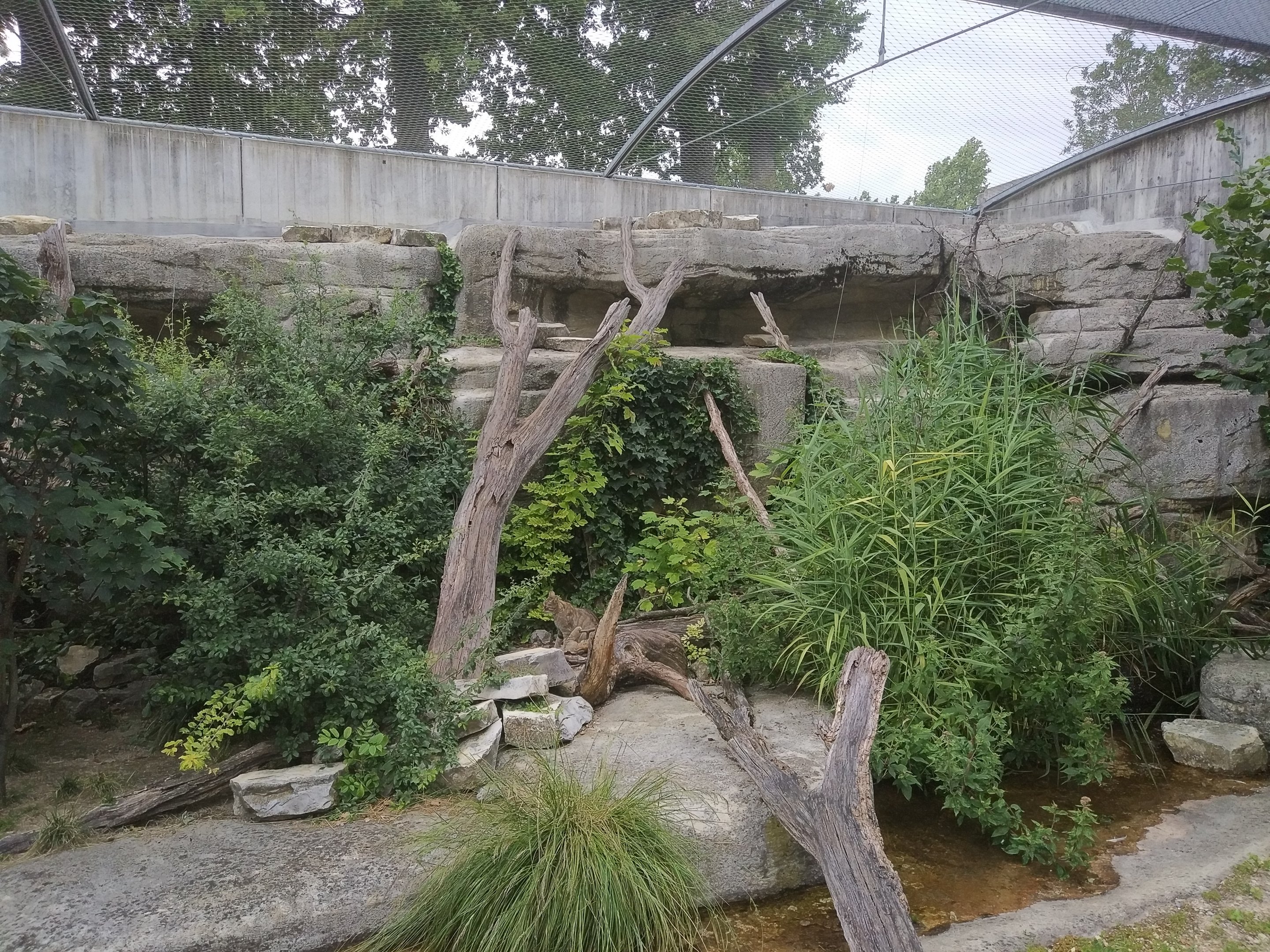 European Wildcat enclosyre