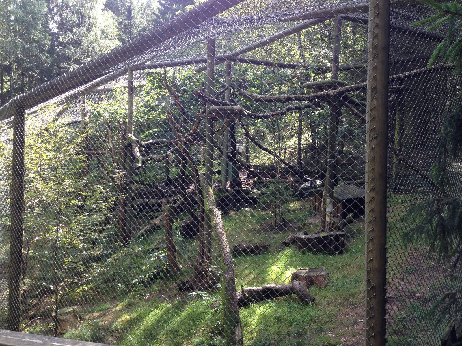 European wildcat exhibit #1