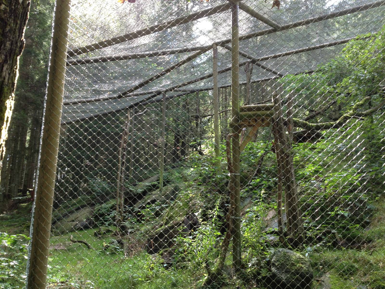 European wildcat exhibit #2