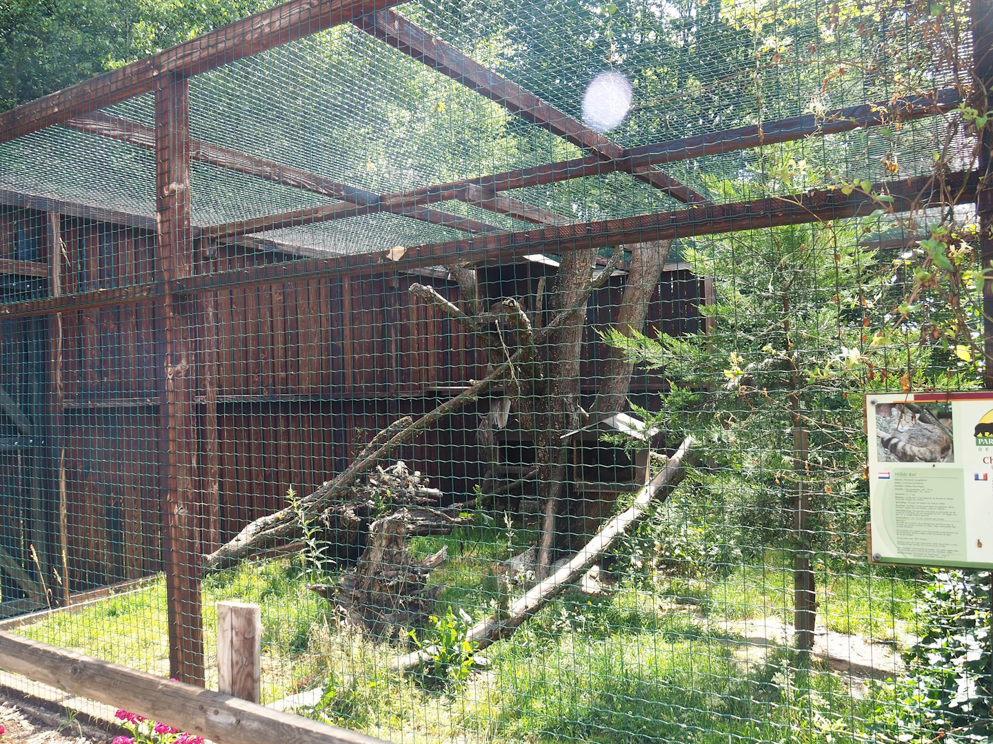 European wildcat exhibit, 2023-06-24