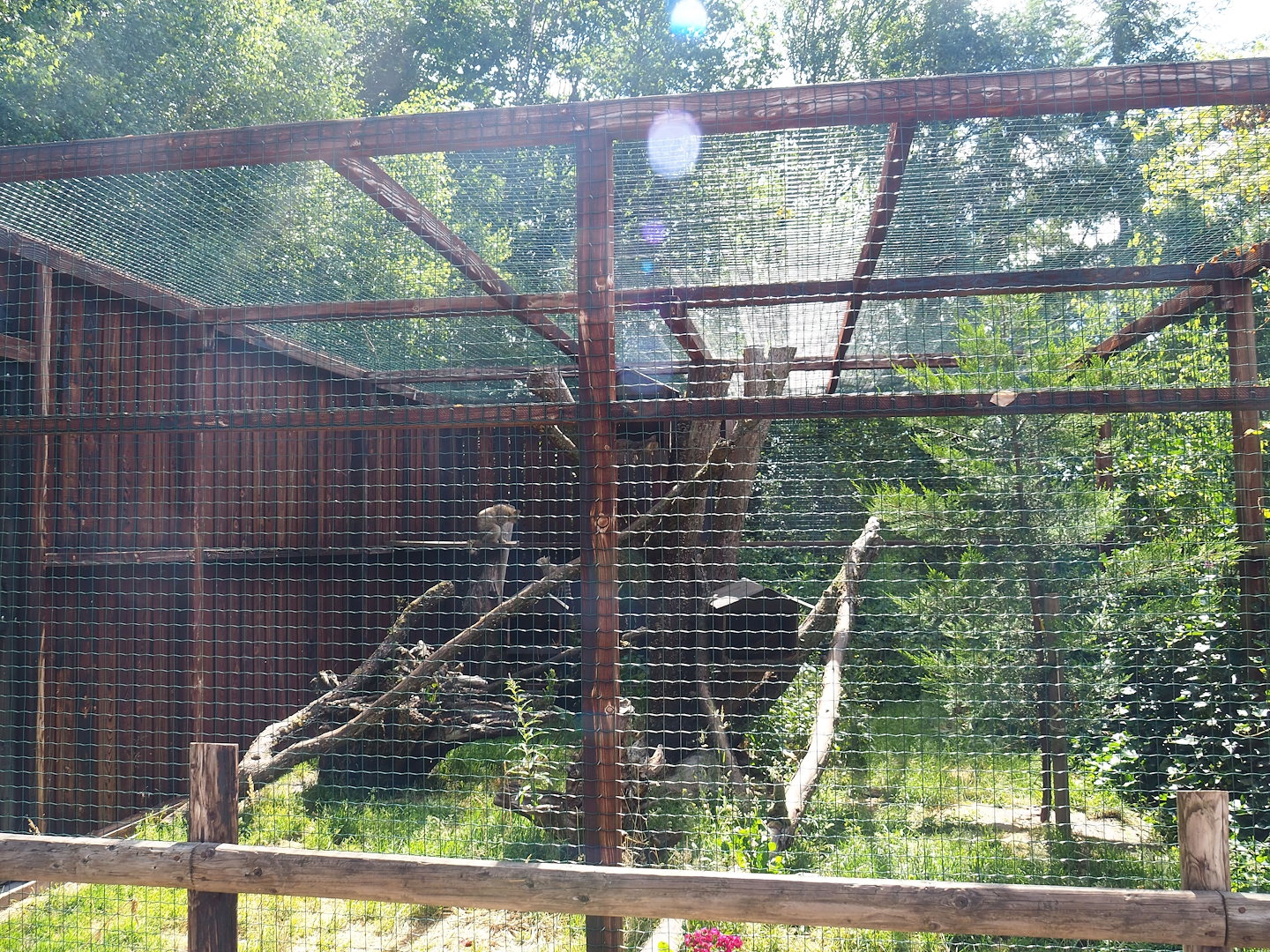 European wildcat exhibit, 2023-06-24