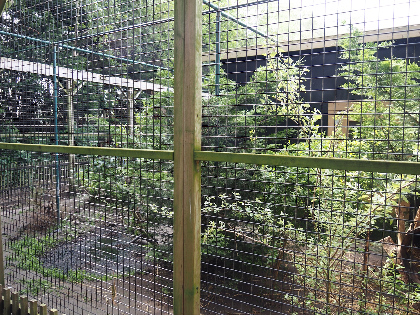European wildcat exhibit, 2024-05-11