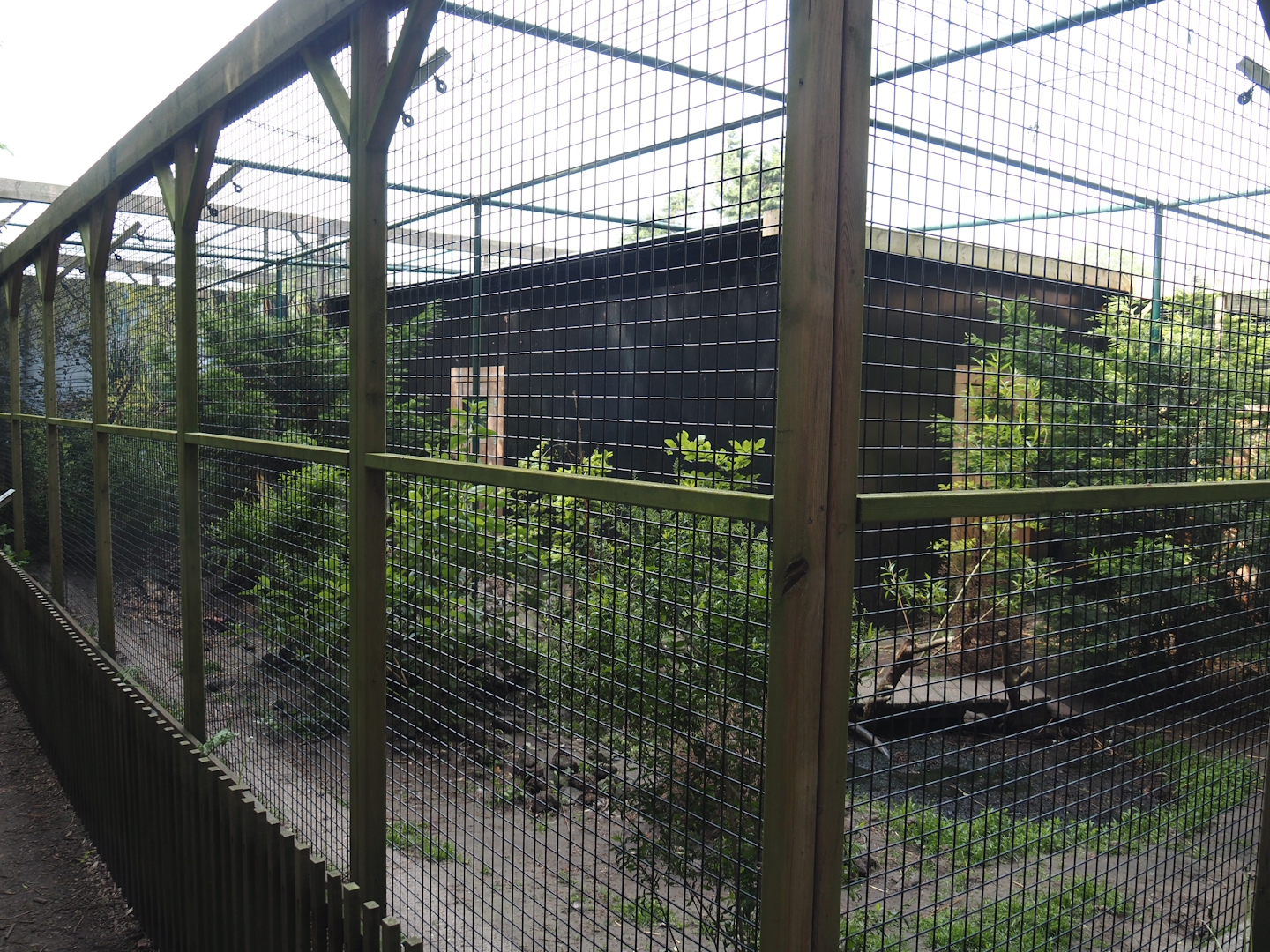 European wildcat exhibit, 2024-05-11