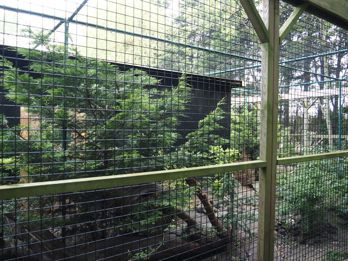 European wildcat exhibit, 2024-05-11
