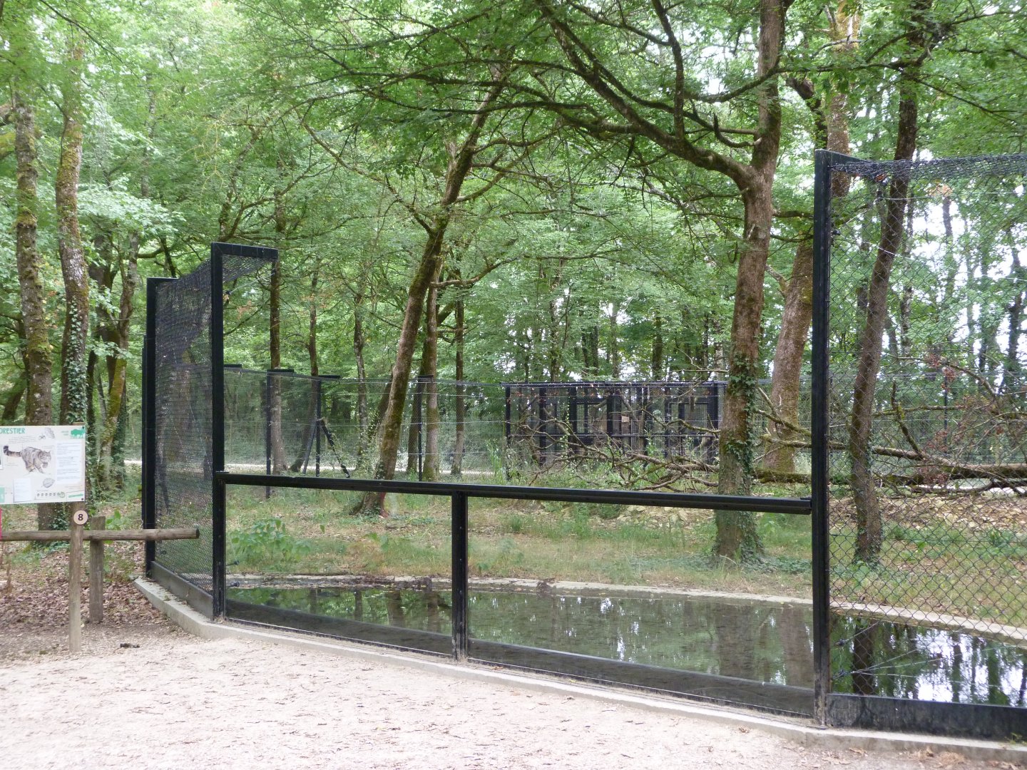 European wildcat exhibit -Zoodyssée (2025)