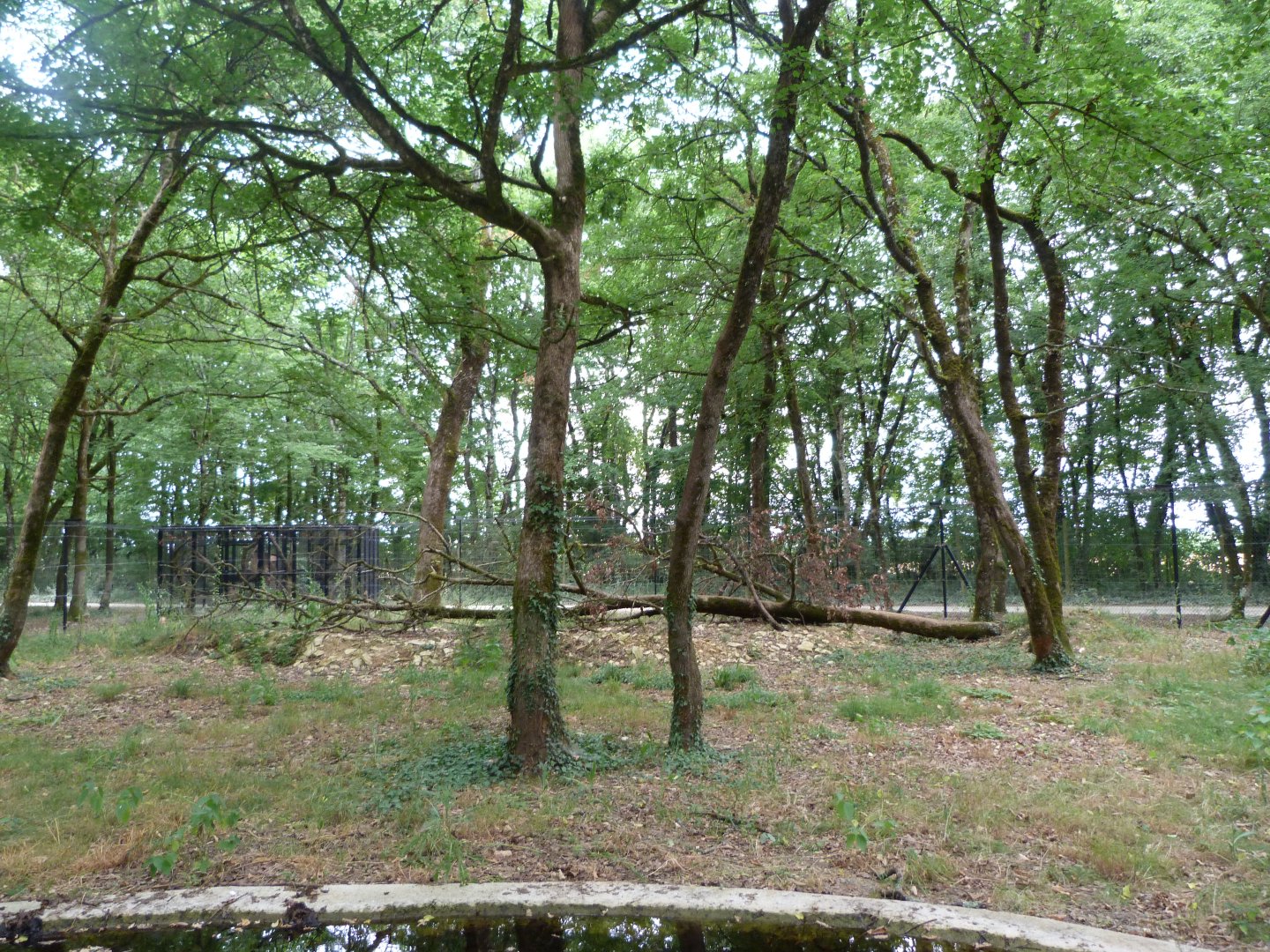 European wildcat exhibit -Zoodyssée (2025)