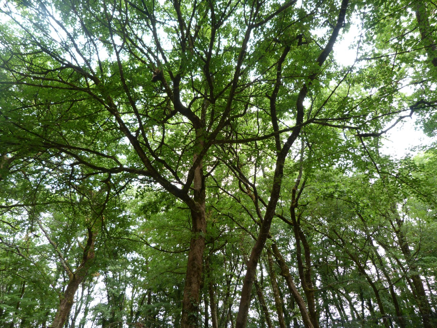 European wildcat exhibit -Zoodyssée (2025)