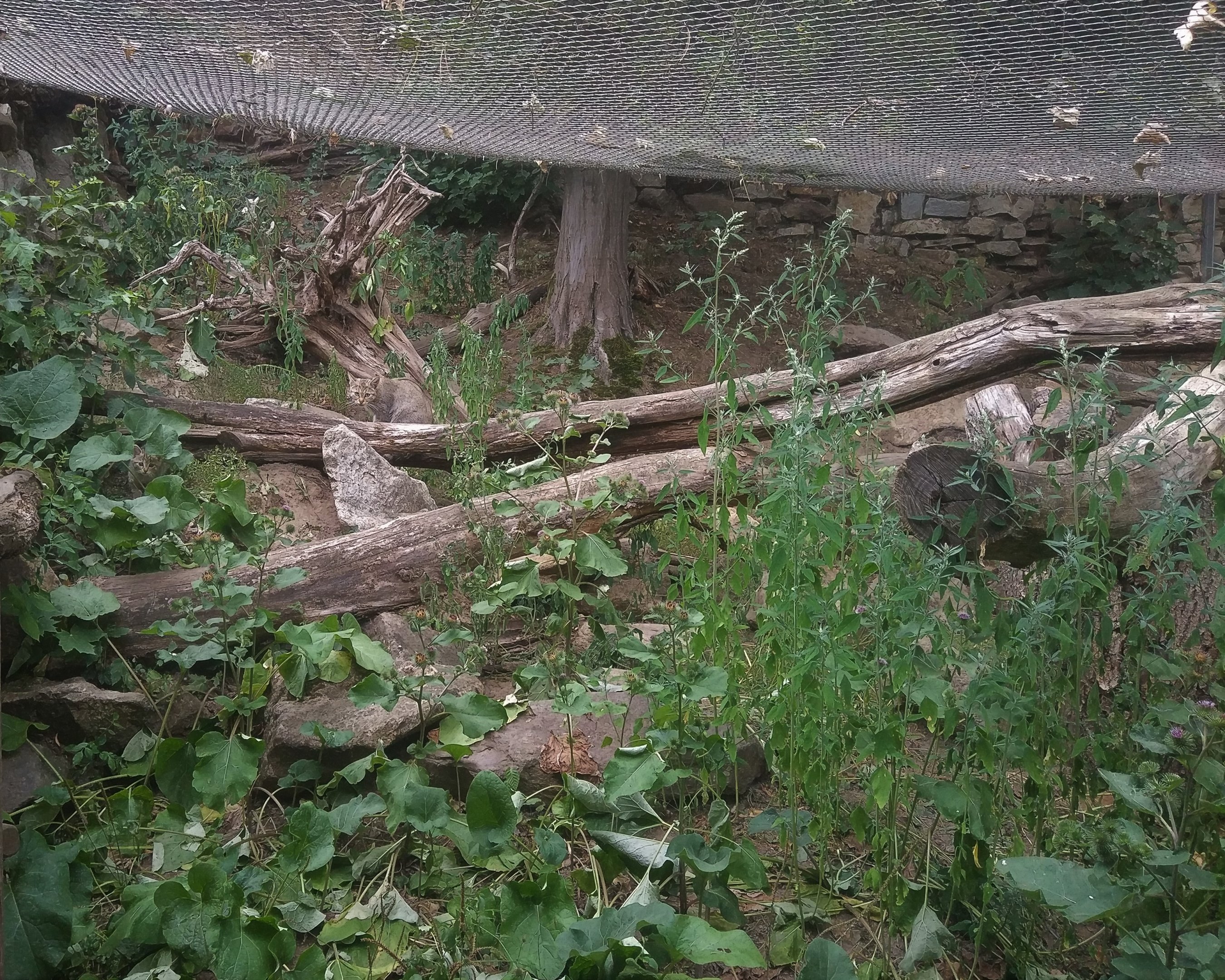 European Wildcat Exhibit