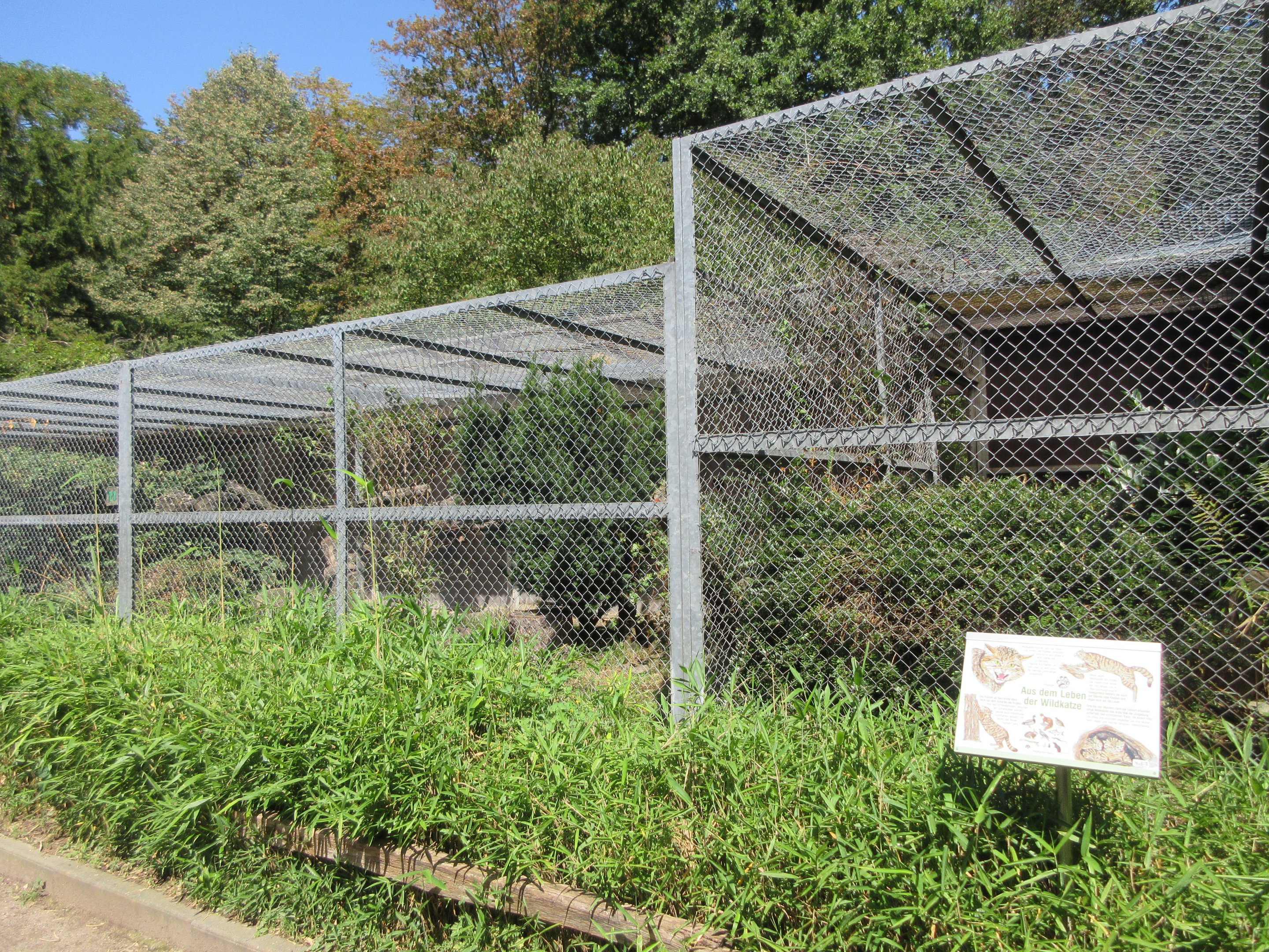 European Wildcat Exhibit