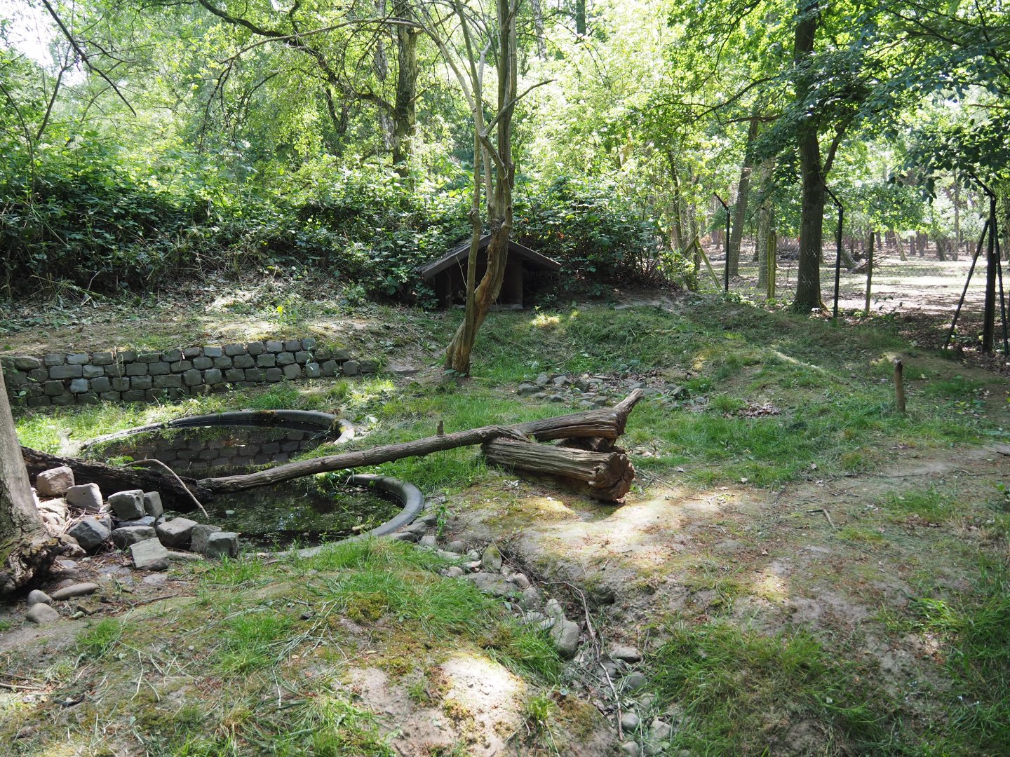 European Wildcat Exhibit