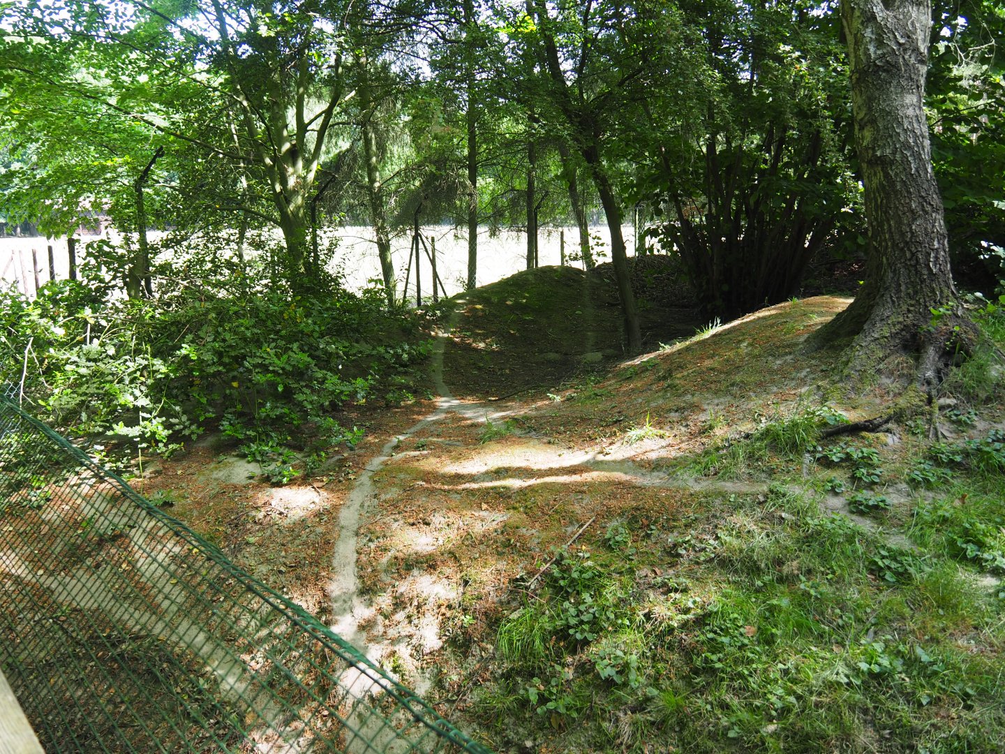 European Wildcat Exhibit