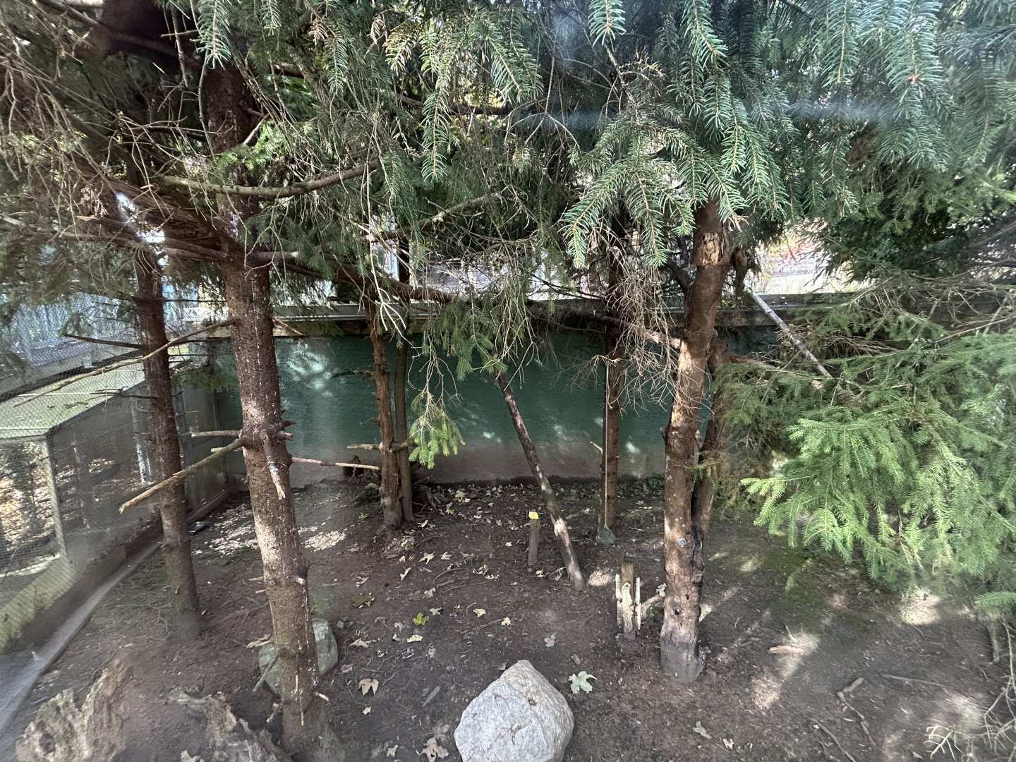 European Wildcat Exhibit