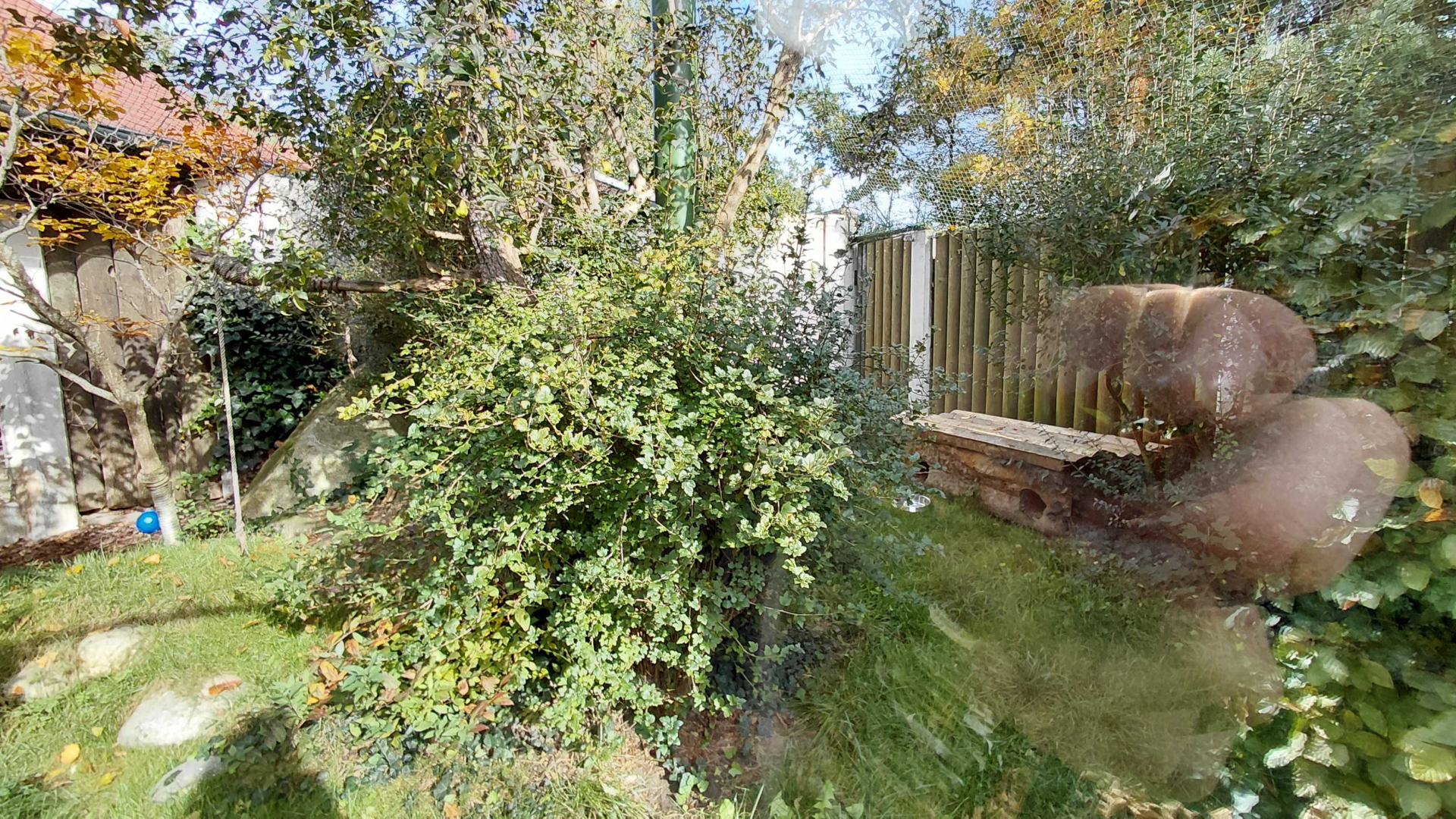 European wildcat exhibit