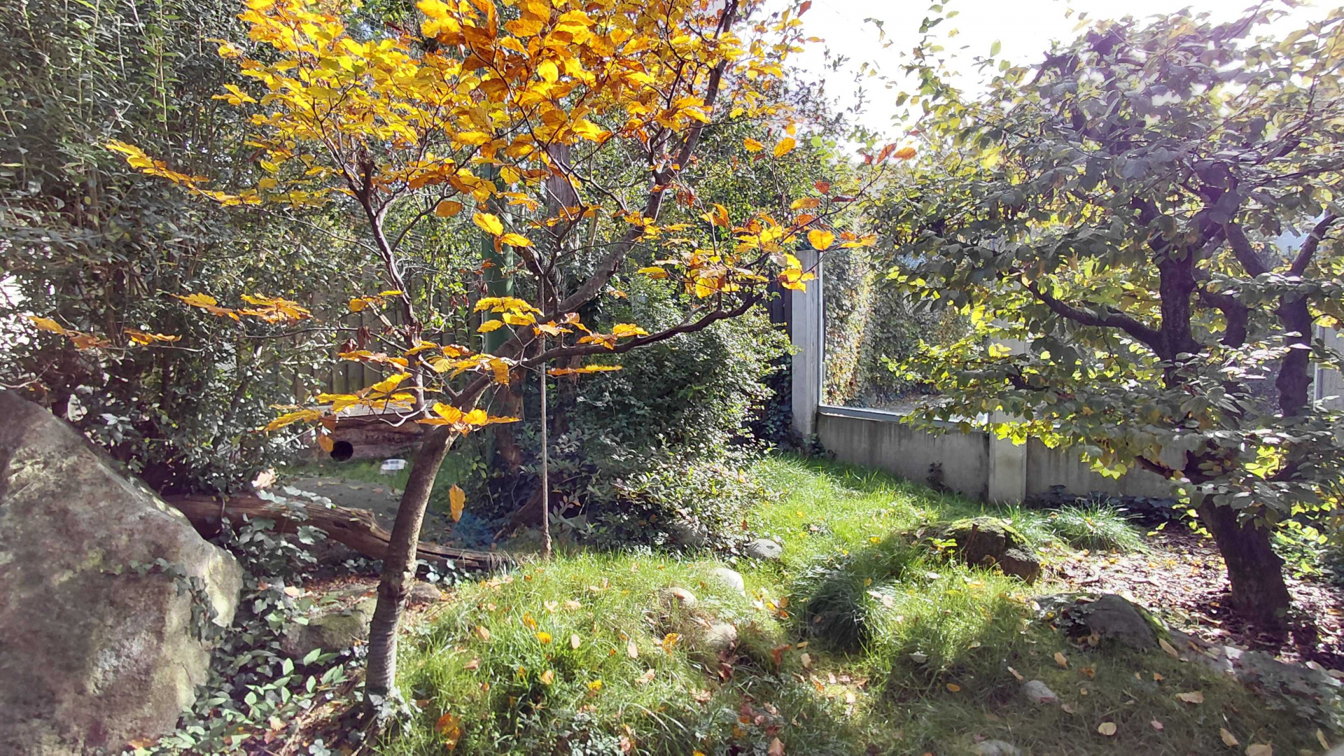 European wildcat exhibit