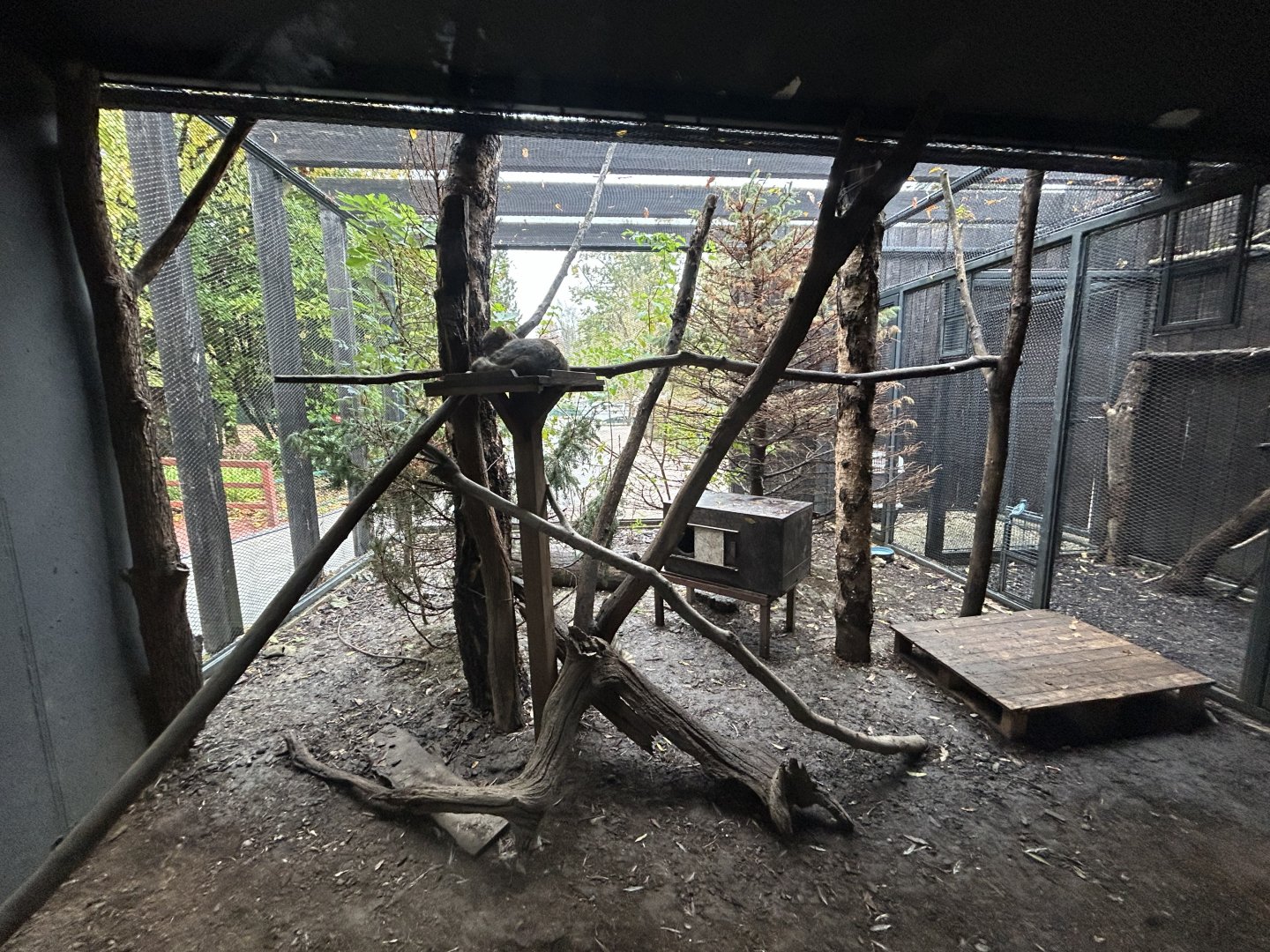 European Wildcat Exhibit