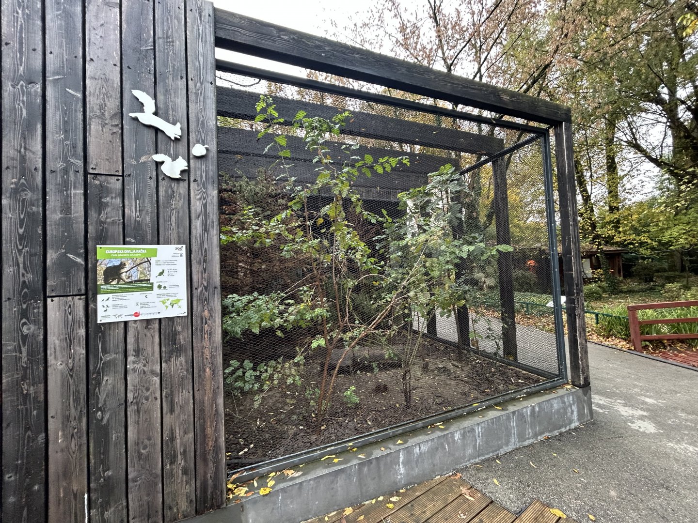 European Wildcat Exhibit
