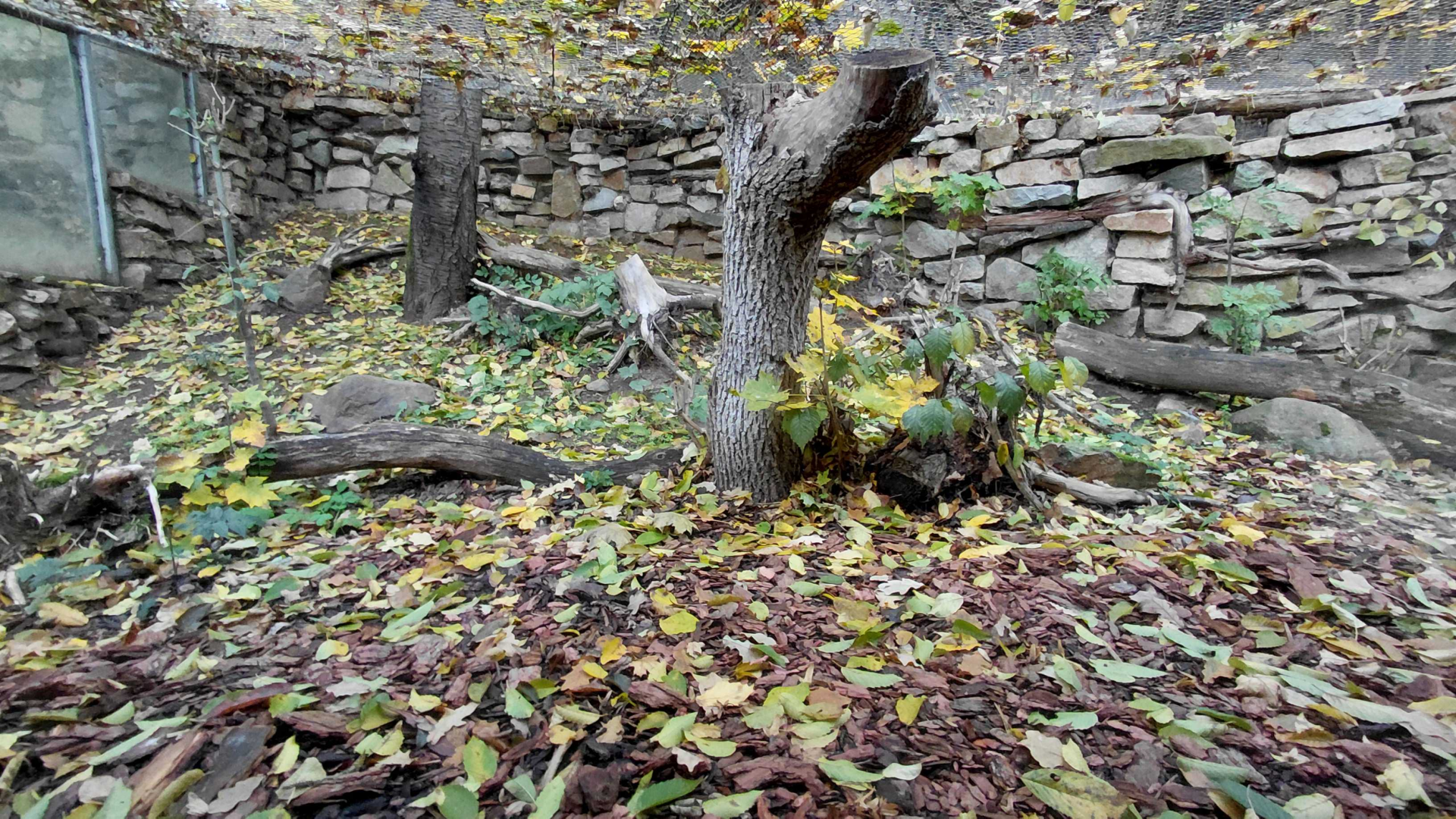 European wildcat exhibit
