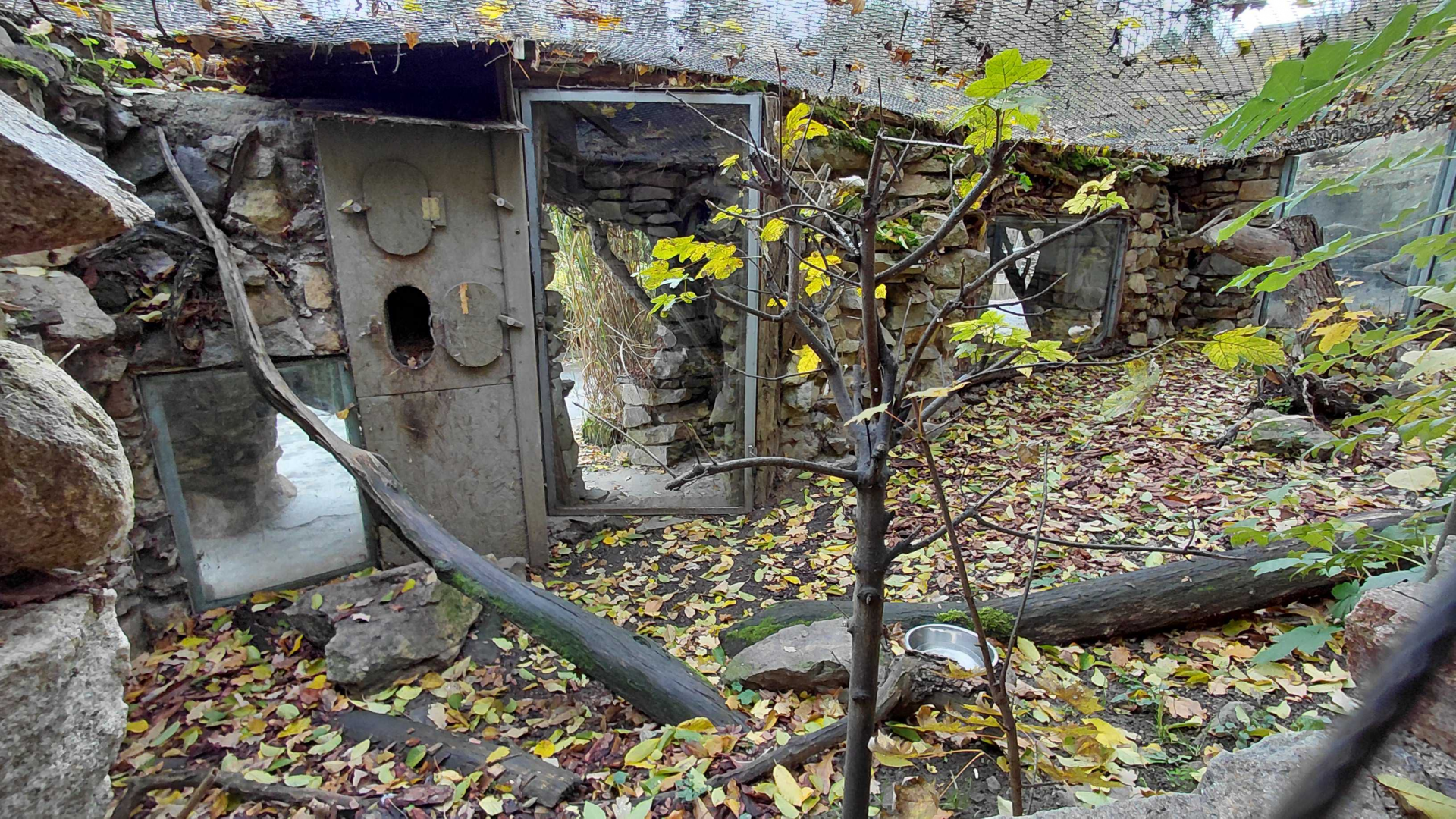 European wildcat exhibit