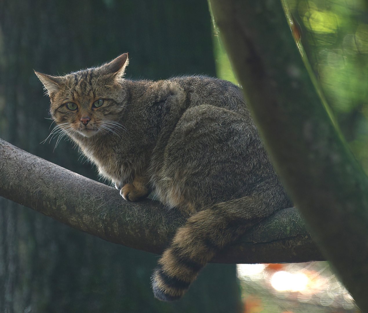 European wildcat (Felis silvestris silvestris), 2014-10-19