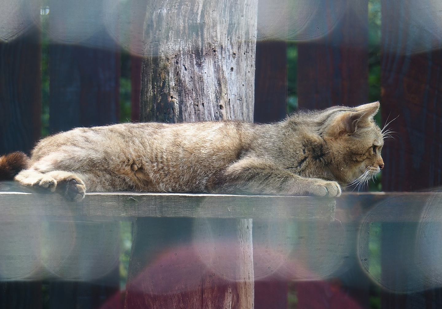 European wildcat (Felis silvestris silvestris), 2023-06-24