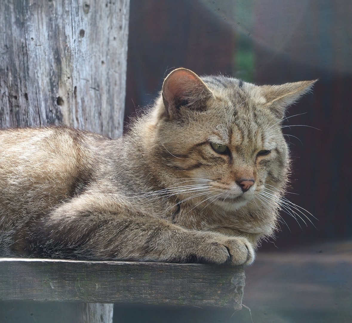 European wildcat (Felis silvestris silvestris), 2023-06-24