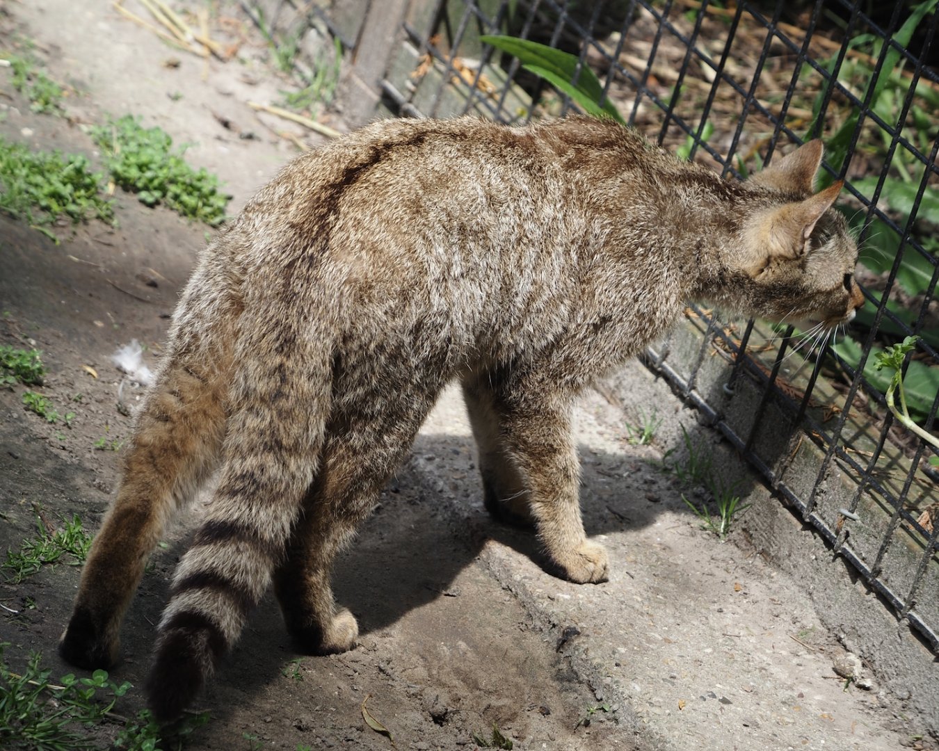European wildcat (Felis silvestris silvestris), 2024-05-11