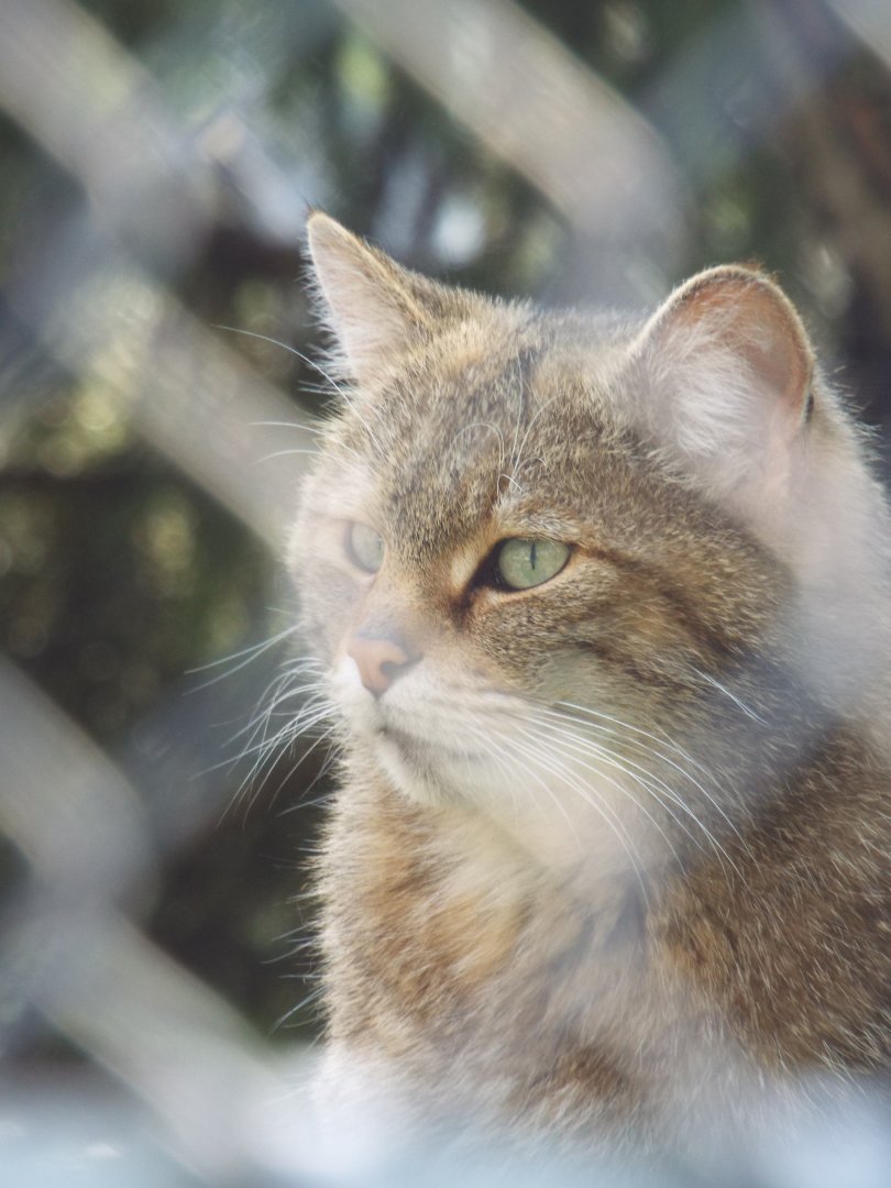 European Wildcat (Felis silvestris silvestris) at Alpenzoo Innsbruck - April 11 2015