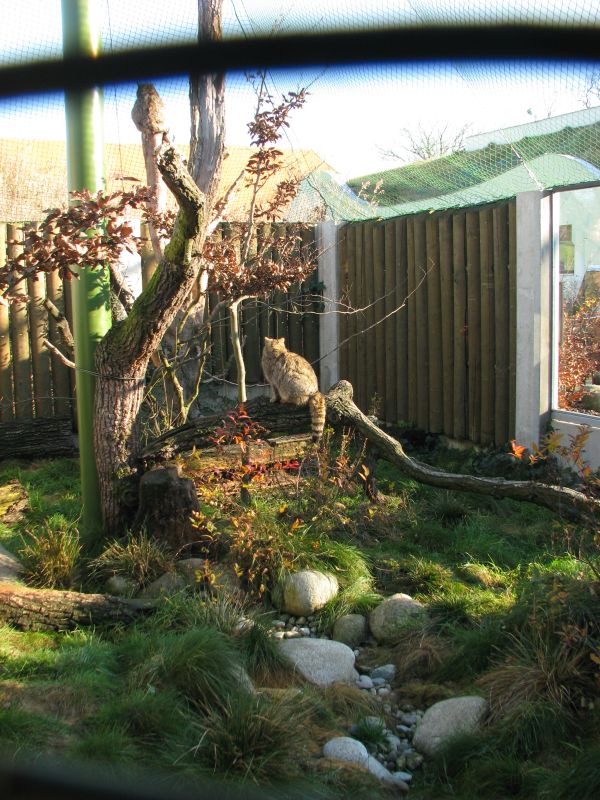 European wildcat (Felis silvestris silvestris) cage
