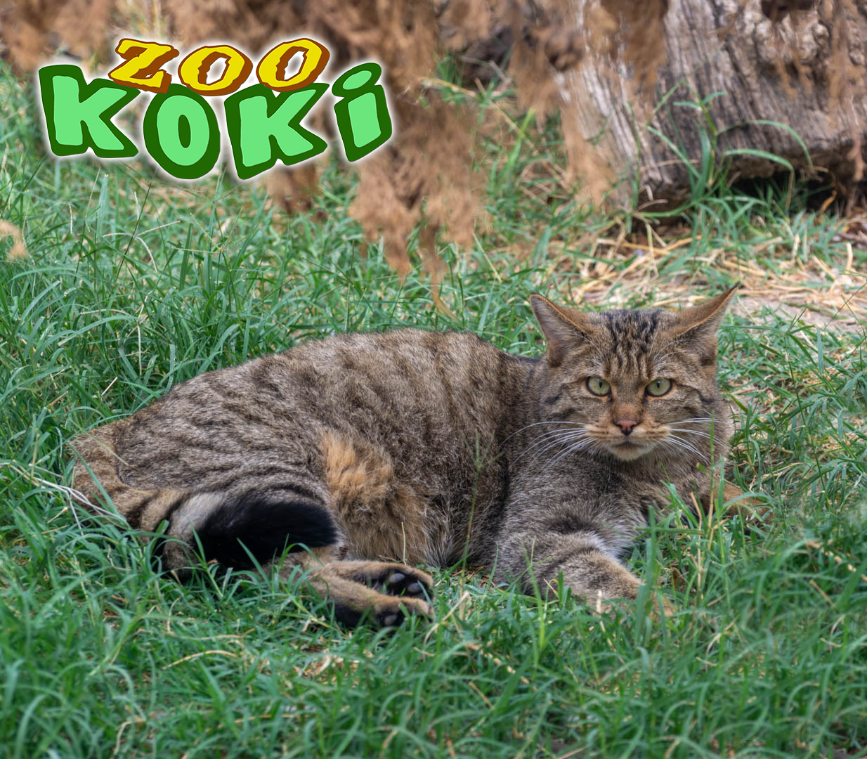 European wildcat (Felis silvestris silvestris)