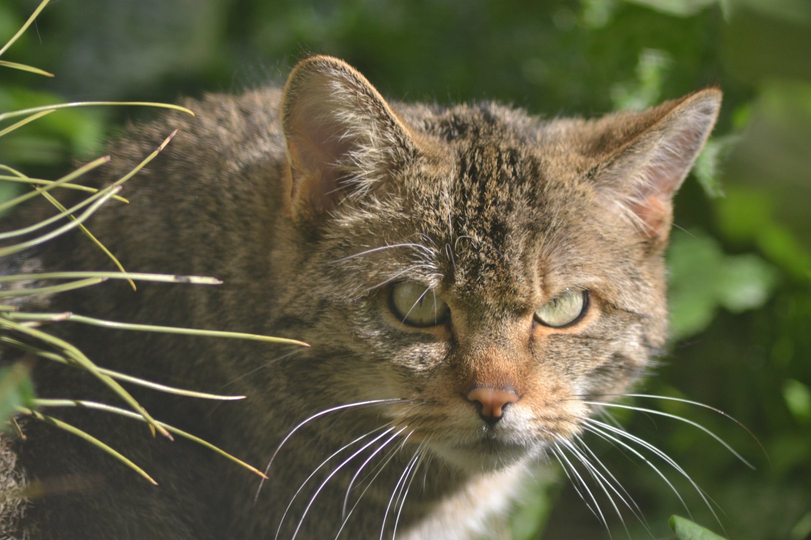 European wildcat - Felis silvestris silvestris