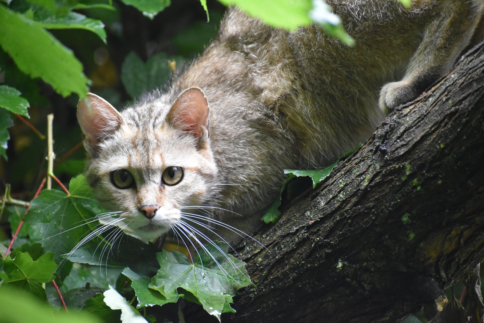 European Wildcat - Felis silvestris silvestris
