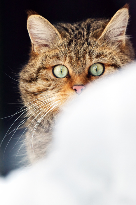 European wildcat (Felis silvestris)