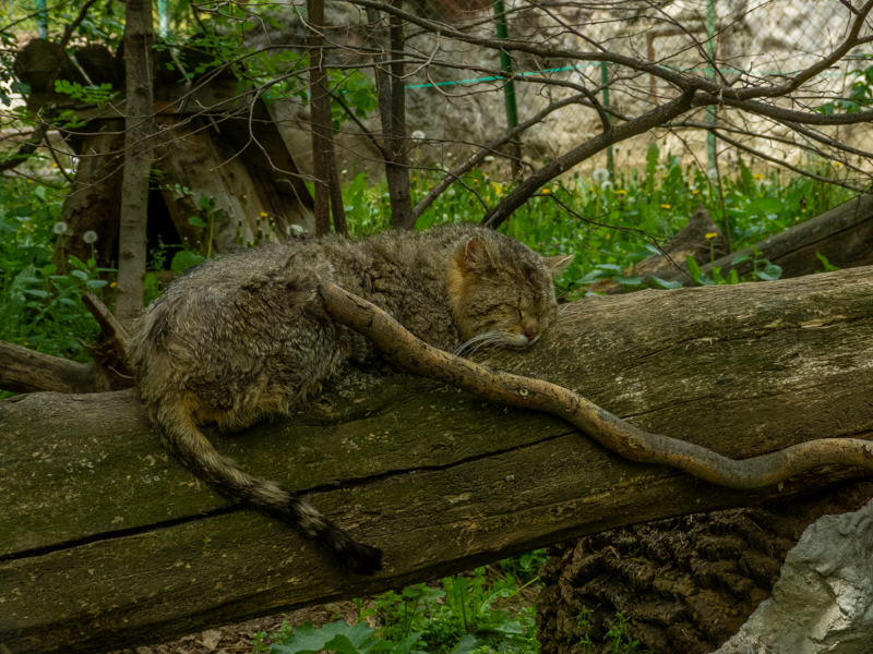 European wildcat (Felis silvestris)