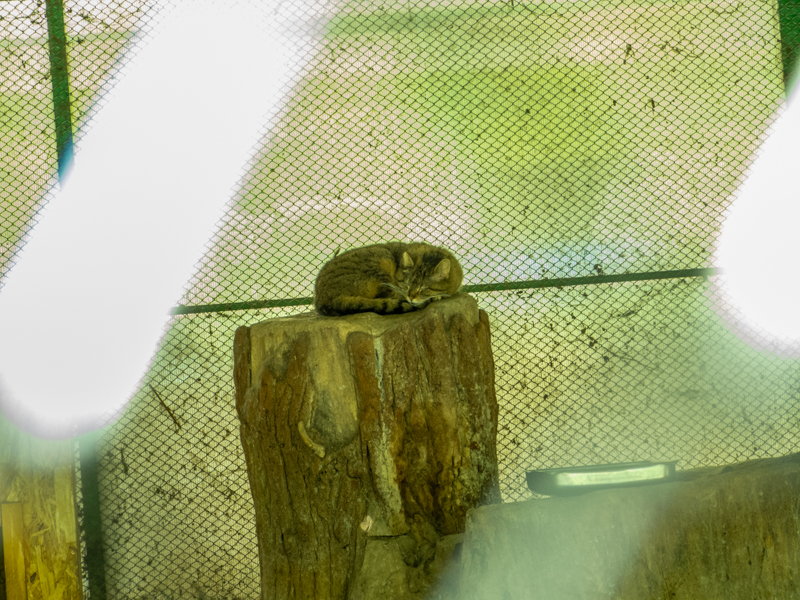 European wildcat (Felis silvestris)
