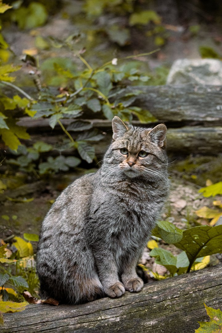 European wildcat (Felis silvestris)