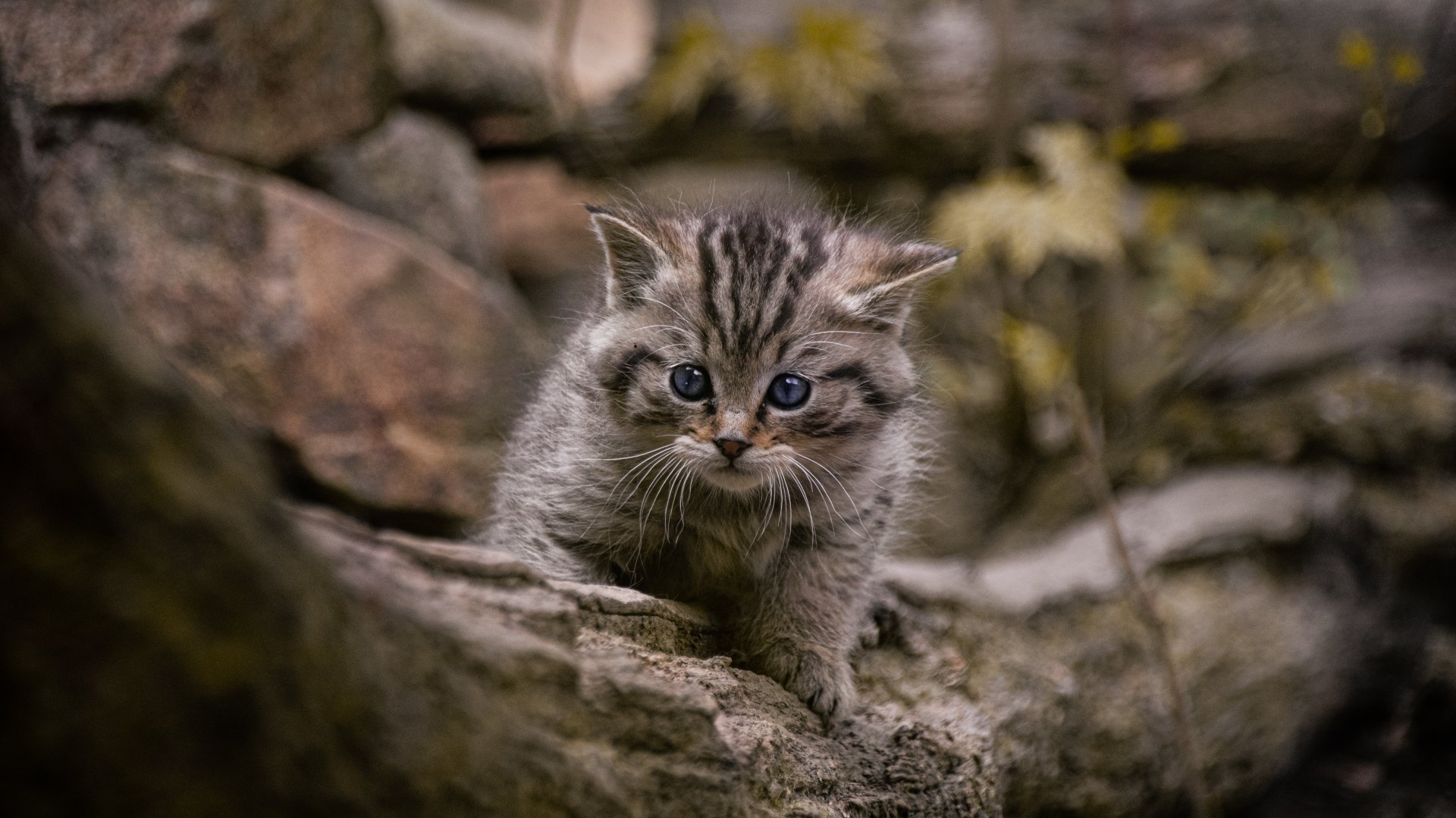 European wildcat (Felis silvestris)