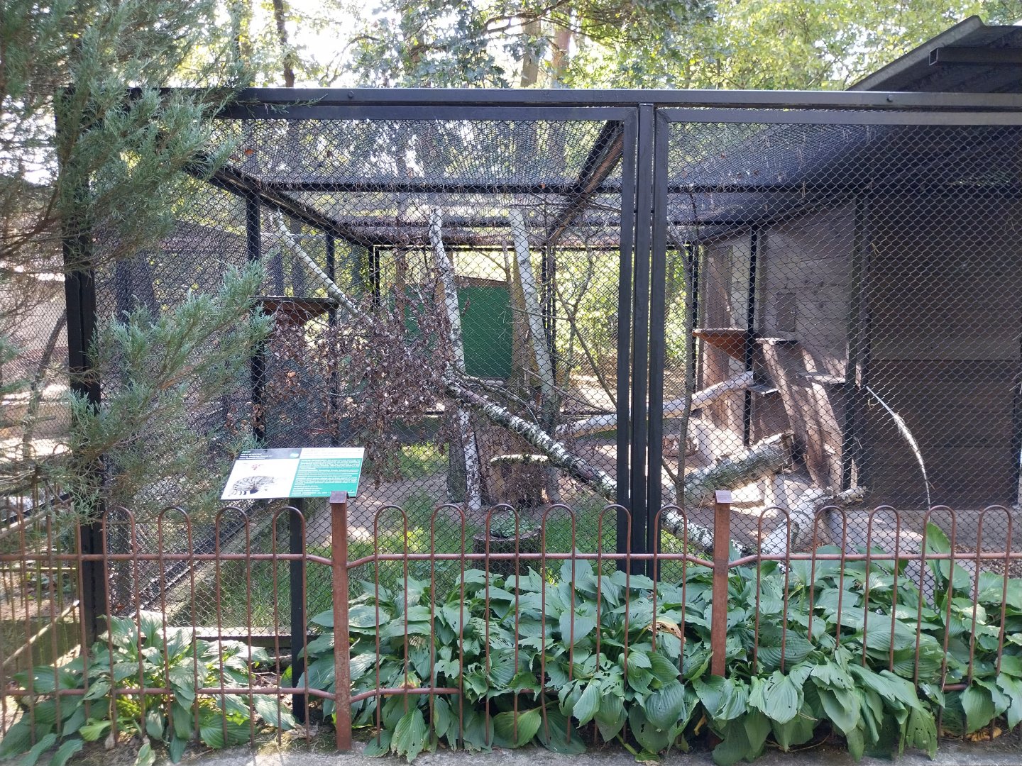 European Wildcat (Felis silvestris)