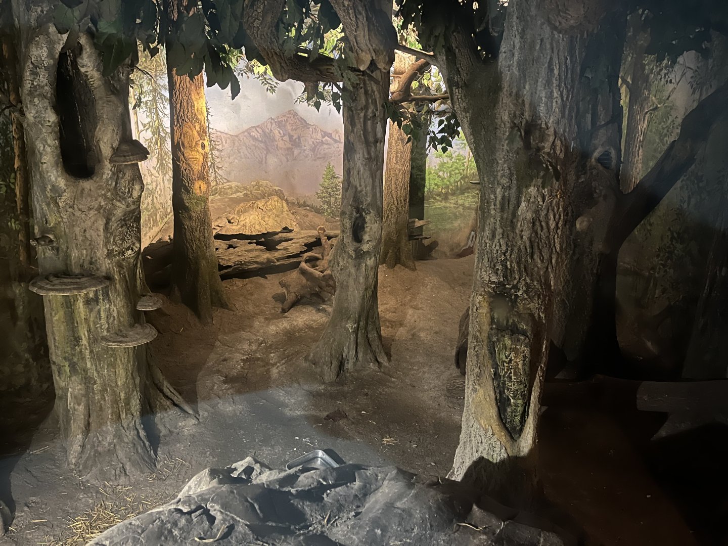 European wildcat indoors 9.7.25