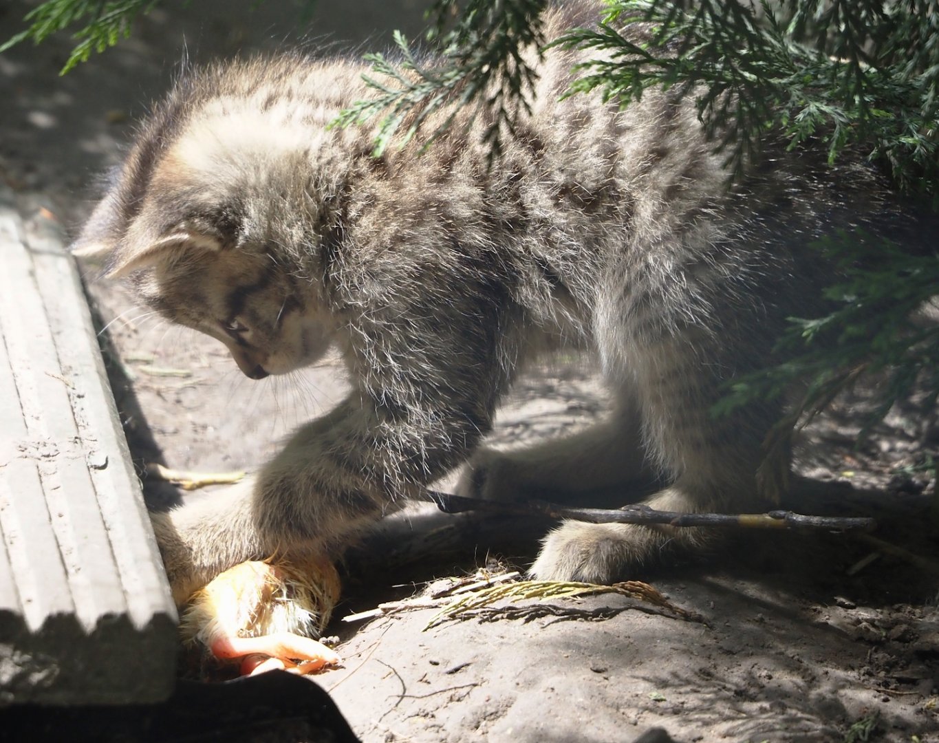 European wildcat kitten (Felis silvestris silvestris), 2024-05-11