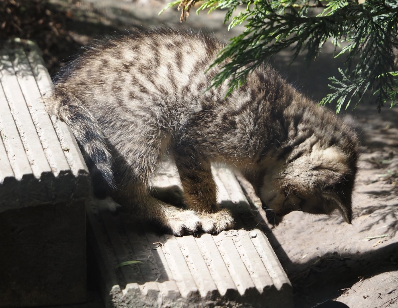 European wildcat kitten (Felis silvestris silvestris), 2024-05-11