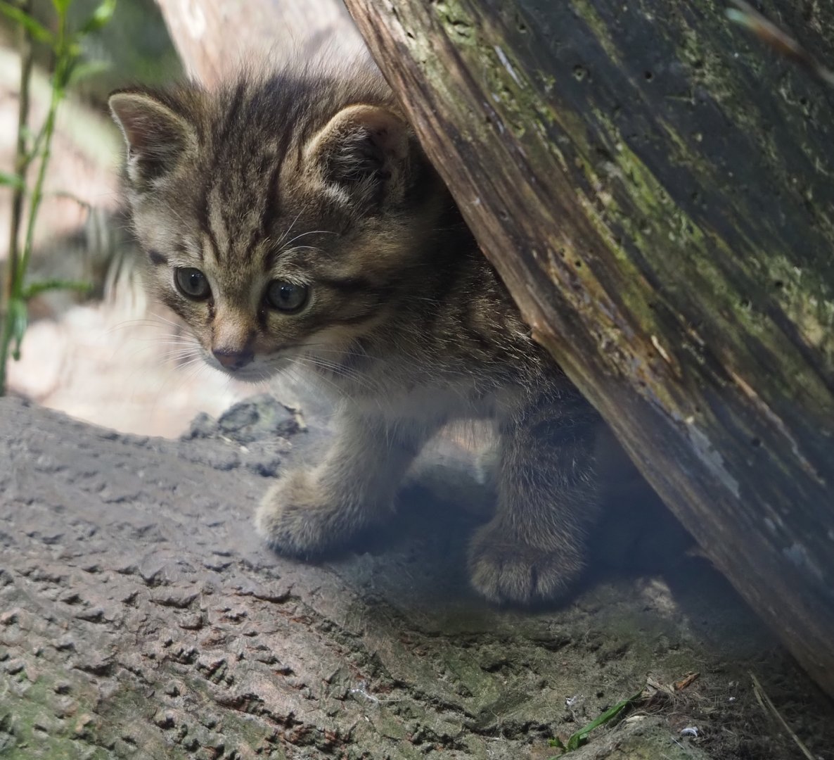 European wildcat kitten (Felis silvestris silvestris), 2024-05-11