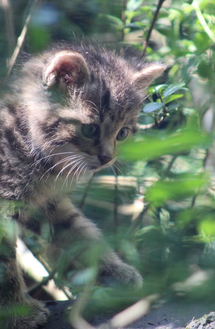 European wildcat-kitten