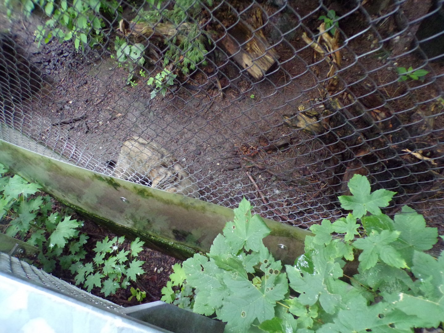 European wildcat (pacing sadly) 9.7.25