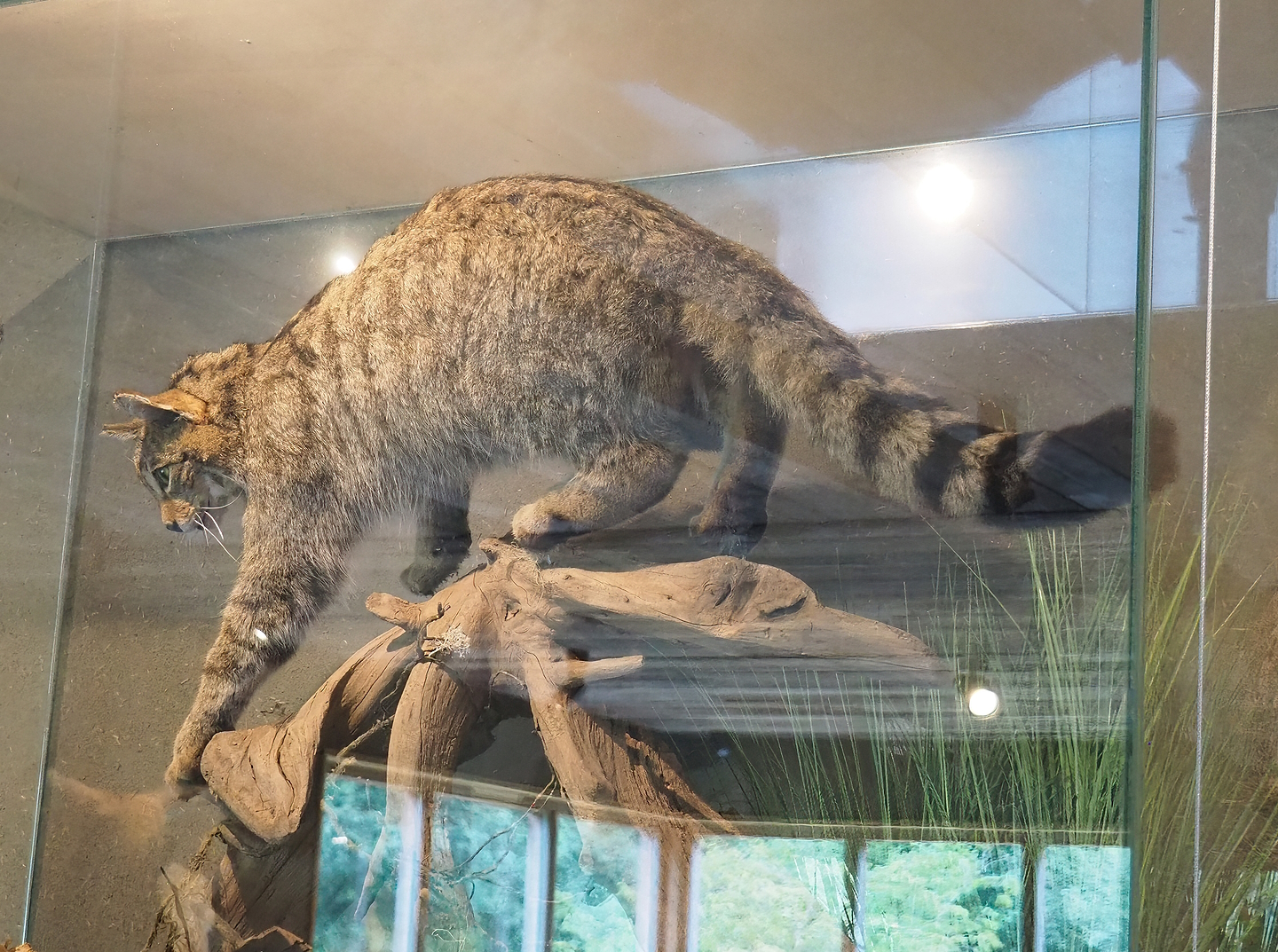 European wildcat specimen, 2022-08-20